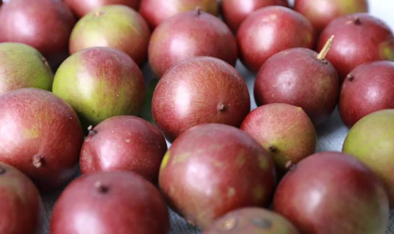 Maladie hépatique : un extrait du fruit camu-camu pour dégraisser le foie 7